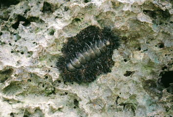 chitons on the rock, Chitons are marine molluscs of varying size in Polyplacophora class. 