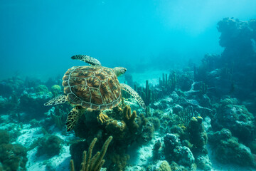 An adult green sea turtle swims over a shallow coral reef and sea grass bed in the turquoise ocean...