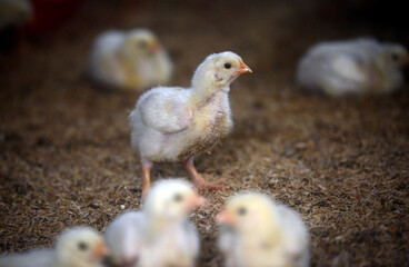 Day Old Chicks in one of the farm house in Bandung Regency, West Java, Indonesia.