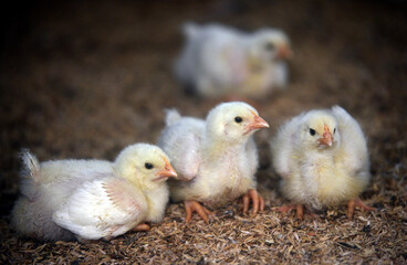 Day Old Chicks in one of the farm house in Bandung Regency, West Java, Indonesia.