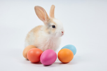 Naklejka na ściany i meble young baby rabbit with easter eggs on white background