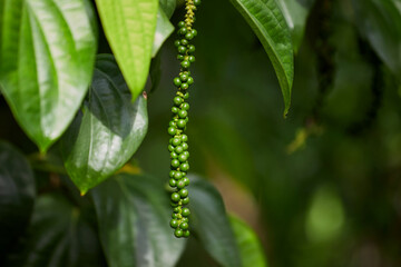 Fresh peppercorn in the garden