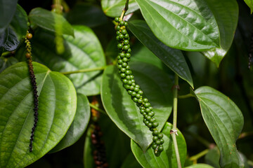 Fresh peppercorn in the garden