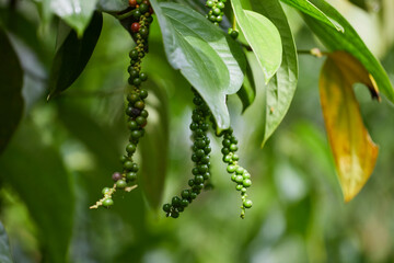 Fresh peppercorn in the garden