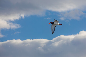 water bird in the air, Eurasian Oystercatcher, Haematopus ostralegus	