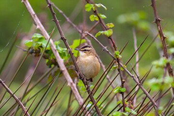 bird looking around  in woodland, Sedge Warbler, Acrocephalus schoenobaenus