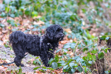 schwarzer Maltipoo beim Waldspaziergang
