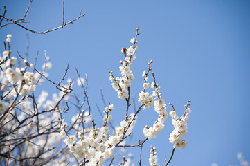 春の訪れと梅の花