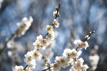 春の訪れと梅の花