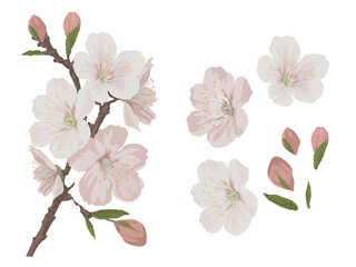 白・ピンクの桜の花のリアル系イラスト