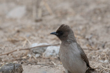 Common bulbul