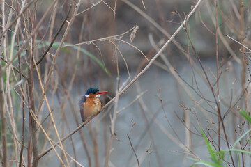 Malachite kingfisher