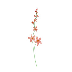 Watercolor wildflowers, delicate botanical illustration