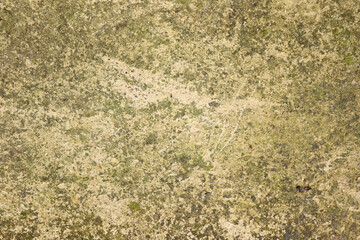 Yellow background covered with greenery, yellowish concrete, concrete texture, close-up. High quality photo. Old concrete greenish slab