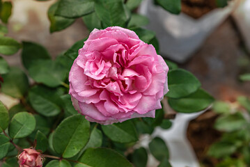 fresh pink rose flower in a garden