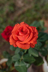 fresh red rose flower in a garden