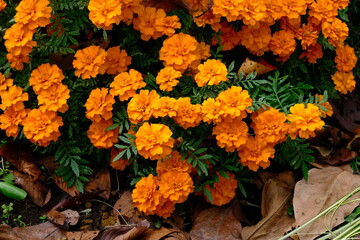 秋の花畑。オレンジ色の花、茶色い落ち葉、緑の葉。