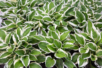 Obraz premium Hosta leaves form a beautiful natural pattern. Leaf texture, green background.