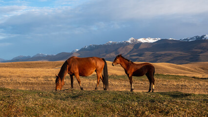 Fototapeta na wymiar Herd of horses on a mountain pasture. Thoroughbred brown horse with a foal. Beautiful horses in an autumn meadow poses against the background of a white snow-covered mountain.