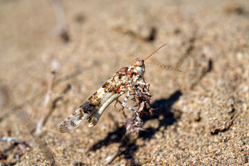 Grasshoppers are a group of insects belonging to the suborder Caelifera
