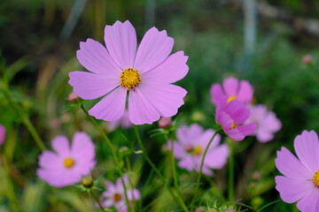 Obraz premium コスモス