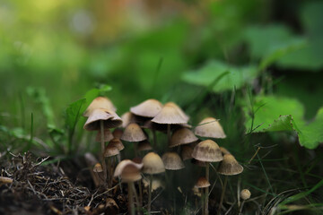 Mushroom during fall in a Forest Lane with Shallow Depth of Field