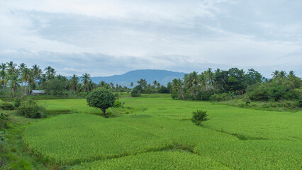 High angle view of rice field
