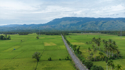 High angle view of the road in the middle of rice fields
