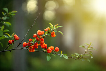 Red flowers of Japanese quince on a bush.Garden henomeles in summer.Flowering quince