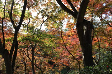 Kyoto in Autumn