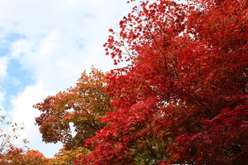 Kyoto in Autumn