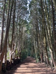 the relaxation of the cypress forest