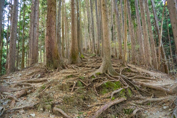 Obraz premium Mount Jimba trail in Tokyo, Japan