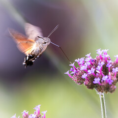 Schmetterling