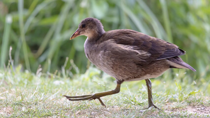 Teichhuhn