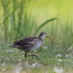 Teichhuhn
