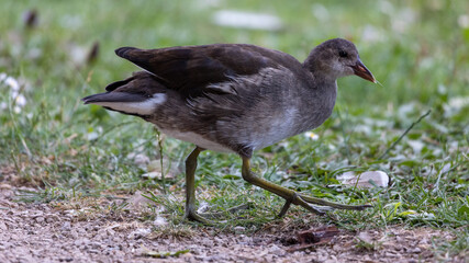 Teichhuhn