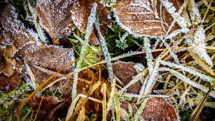 Frostige Blätter