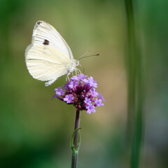 Schmetterling