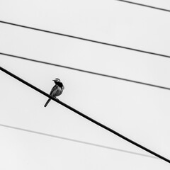 Bachstelze auf Leitung