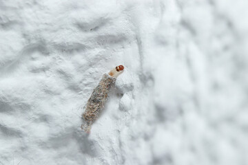 Case-bearing clothes moth, Tinea pelionella, walks on a white wall