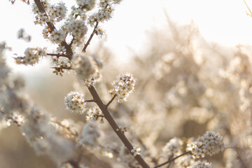 Weiße Blüten