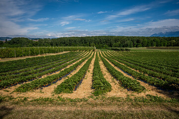 Fototapeta na wymiar Strawberry field. Rows of garden strawberry in the farm. Landscape of agricultural field, sky, trees and mountain.