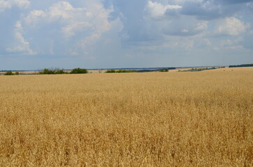 barley field.barley harvest.a field against a cloudy sky.