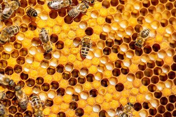 Bee larvae in cells, population reproduction. Beautiful honeycombs with bees close-up. A swarm of bees crawls through the honeycombs, collecting honey. Beekeeping, healthy food.