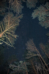 Fototapeta na wymiar starry sky in winter in a pine forest