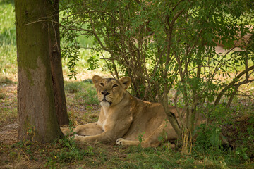 Fototapeta na wymiar Indian or persian lion female hidden in dense vegetation in Gir Forest National Park on a hot sunny day. Asiatic lioness resting in the shade shrubs in the wild nature of Gujarat. Panthera leo persica