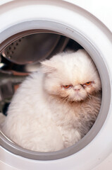 A white Persian cat is sitting in the washing machine. 2