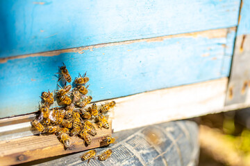 Obraz premium Bees fly into the hive in the apiary. Beautiful honeycombs with bees close-up. A swarm of bees crawls through the honeycombs, collecting honey. Beekeeping, healthy food.