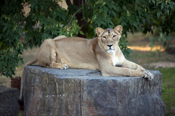 Asiatic lion female rests on a rock in the countryside of thick bushes and trees. Asiatic lioness watch the landscape from a height. Panthera leo persica known as indian or persian lion from Sasan Gir
